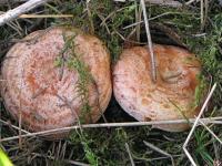 Как солить и консервировать грибы рыжики