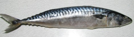 Шашлык из рыбы барбекю или жареная рыба 1 470x130 Шашлык из рыбы, барбекю или жареная рыба на углях