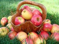 Салаты с яблоками - 14 рецептов