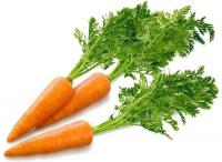 Легенды и факты о моркови