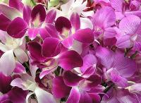 Полезные свойства орхидеи