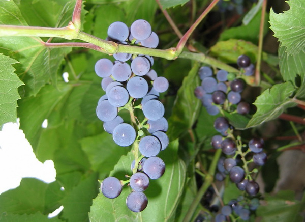 Грозди винограда. Неукрывной виноград
