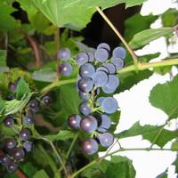 Неукрывной виноград возле дома - вкусно и полезно.