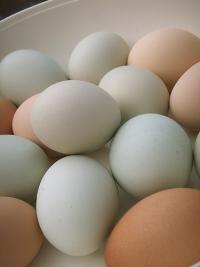 Научные факты о простом курином яйце