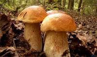 Салаты с грибами - 13 рецептов
