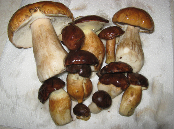 2013 02 06 223739 Суп грибной из замороженных лесных грибов 