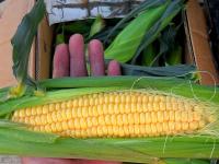 Как собрать семена кукурузы для будущего урожая