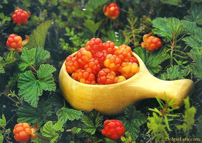 Морошка ягода - Полезные свойства морошки
