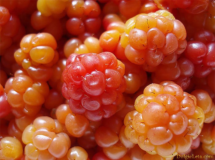 Морошка ягода - Полезные свойства морошки