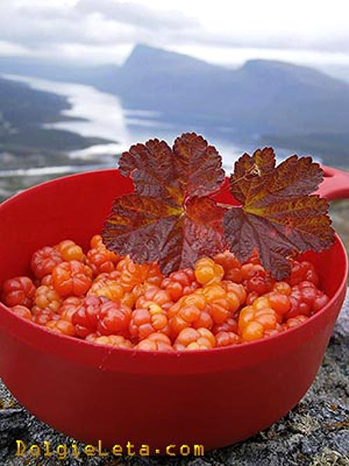 Спелая морошка с листьями в красной миске на фоне природы